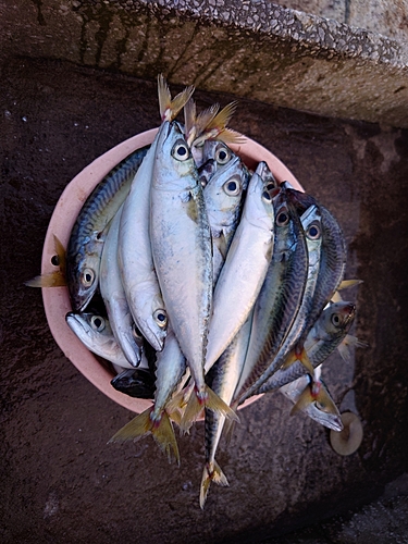 サバの釣果