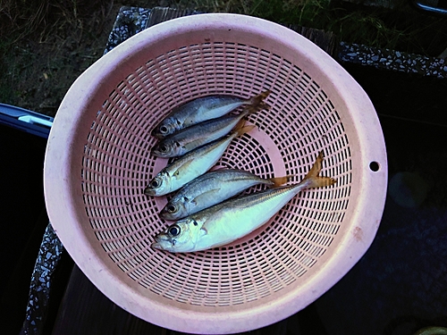 マアジの釣果