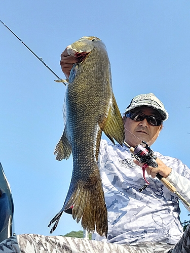 スモールマウスバスの釣果