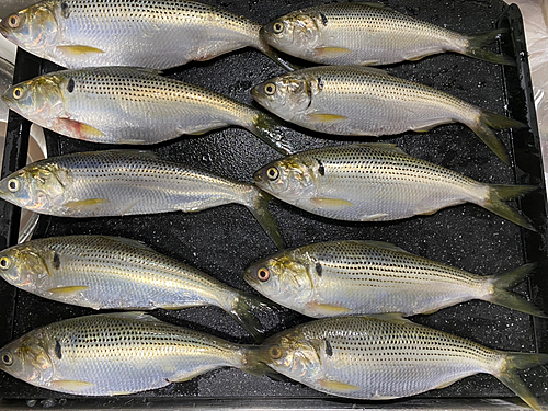 コノシロの釣果