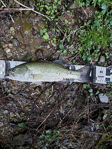 ブラックバスの釣果