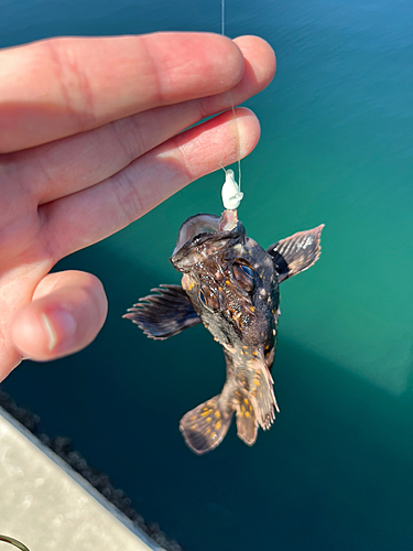 オウゴンムラソイの釣果