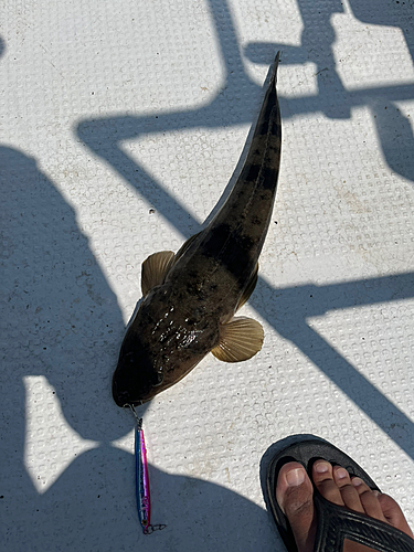 マゴチの釣果