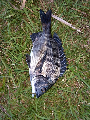 クロダイの釣果