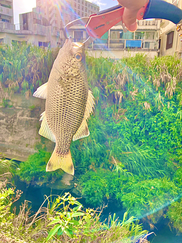 オオクチユゴイの釣果