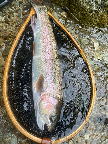 ニジマスの釣果