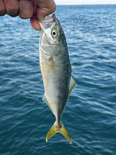 ワカシの釣果