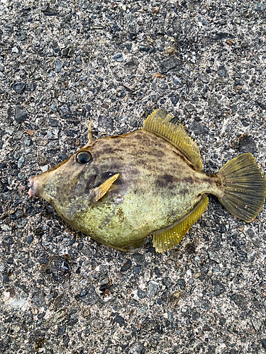 アコウの釣果