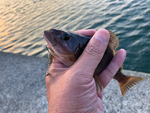 アイナメの釣果