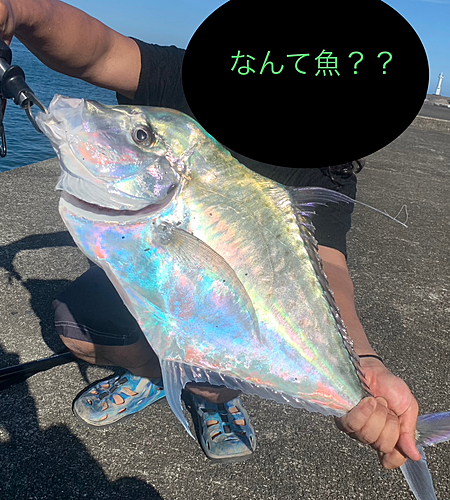 釣果