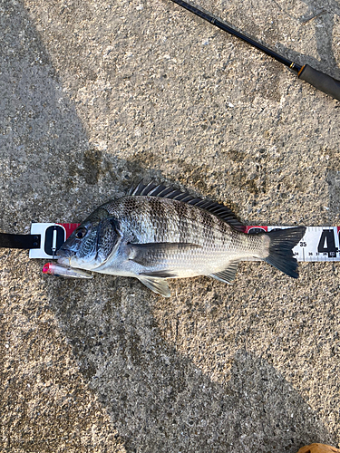 クロダイの釣果