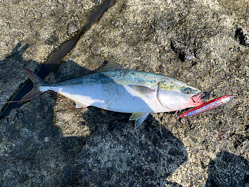 イナダの釣果