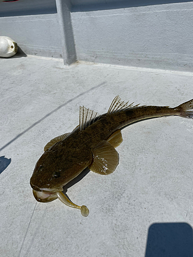 マゴチの釣果