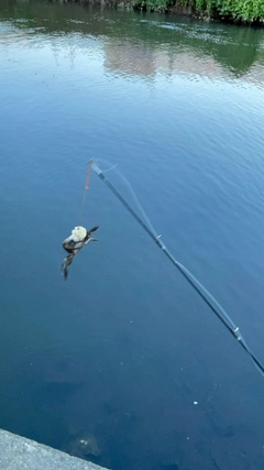 カニの釣果