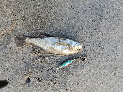 イシモチの釣果