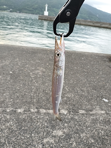 カマスの釣果