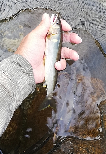 アユの釣果