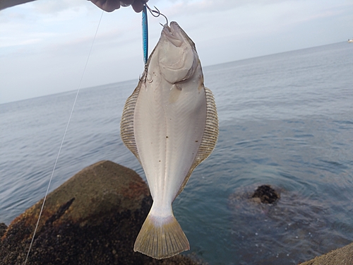 ヒラメの釣果