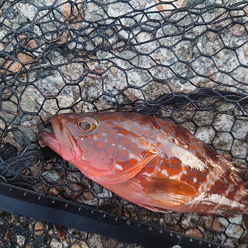 キジハタの釣果