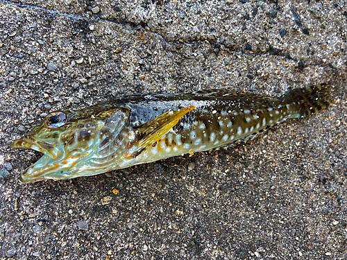 アナハゼの釣果