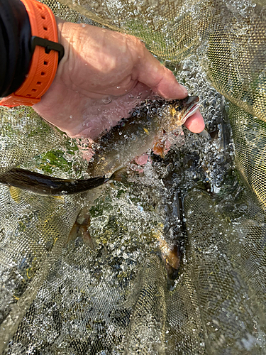 アユの釣果