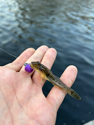 ハゼの釣果