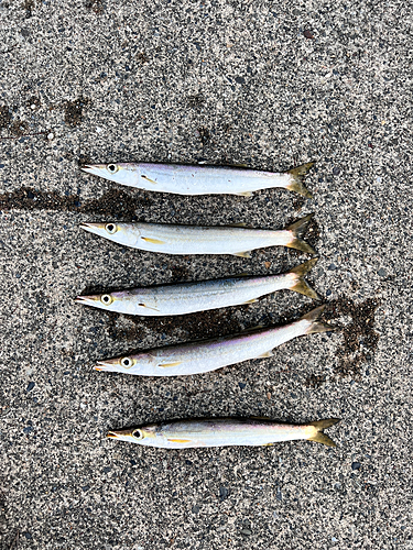 カマスの釣果