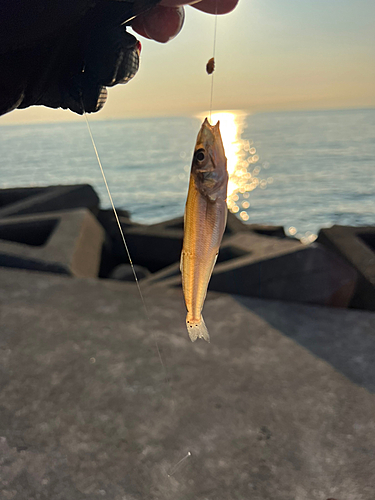 キスの釣果