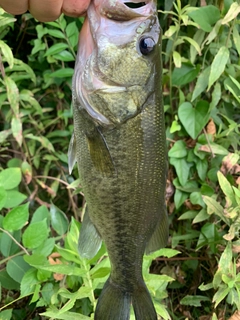 ラージマウスバスの釣果