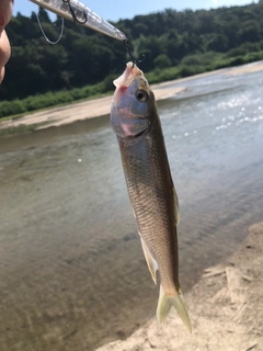 ハスの釣果