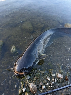 ナマズの釣果