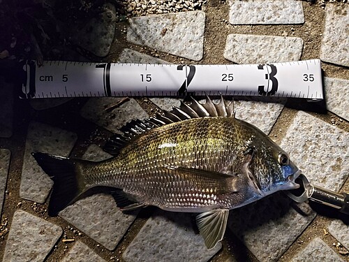 クロダイの釣果