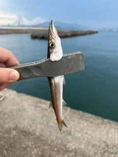 カマスの釣果