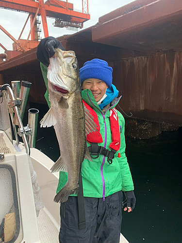 フッコ（マルスズキ）の釣果