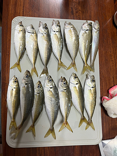 アジの釣果