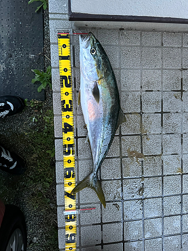 ワラサの釣果