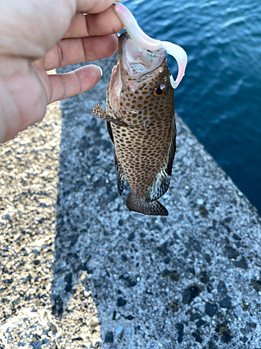 オオモンハタの釣果