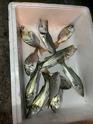 セイゴ（タイリクスズキ）の釣果