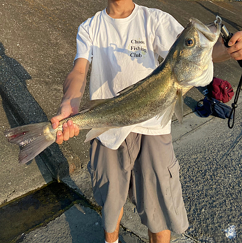 シーバスの釣果