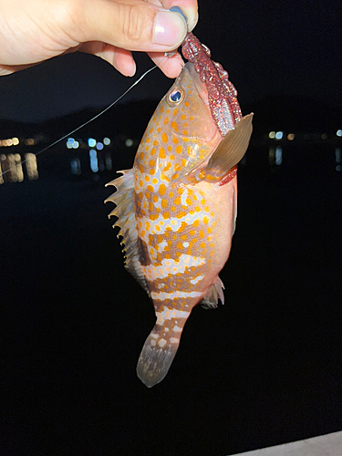 アコウの釣果