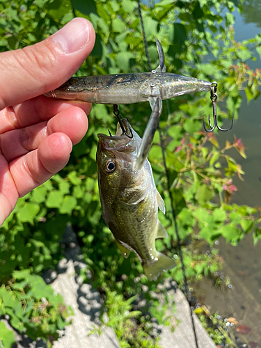 ブラックバスの釣果