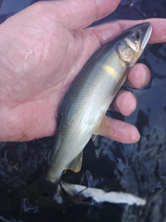 アユの釣果