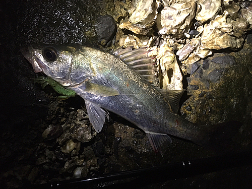 セイゴ（マルスズキ）の釣果