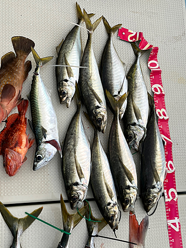 マダイの釣果