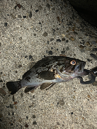 クロソイの釣果