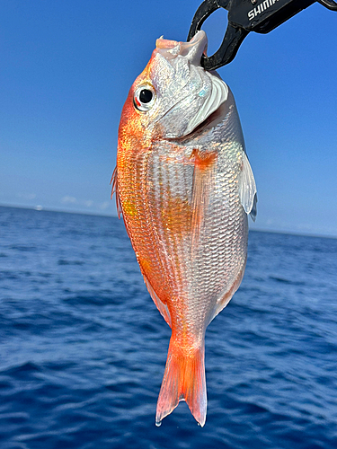 キダイの釣果