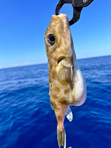 フグの釣果