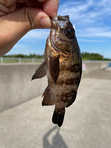 メバルの釣果