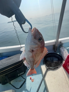 タイの釣果