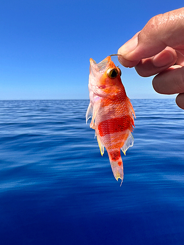 タマガシラの釣果